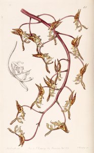 gongora fulva